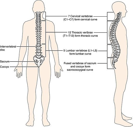 What is Lumbopelvic Rhythm?