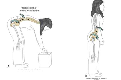 Lumbopelvic Diagram