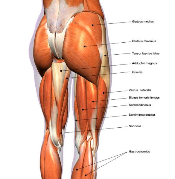 Screenshot of Lumbopelvic Example